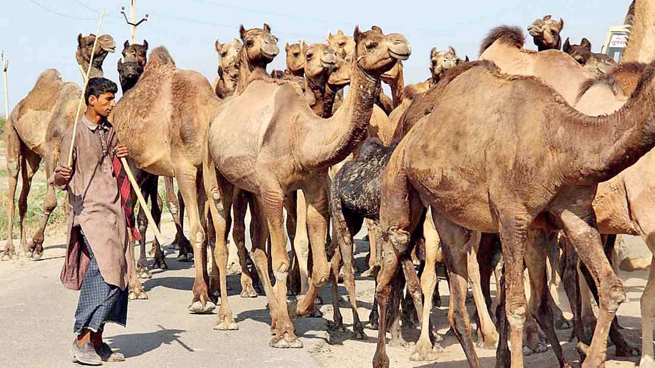 Il diciottesimo cammello. Quando lo “zero” è un valore Attivismo.info